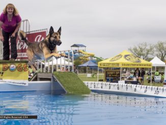"Ultimate Air Dogs" dock diving at Huron Society Huron Valley (H