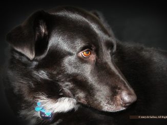 Brody, a Corgi-Lab mix dog rescue