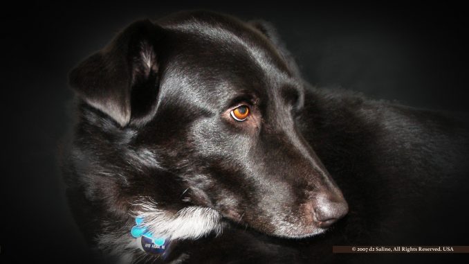 Brody, a Corgi-Lab mix dog rescue
