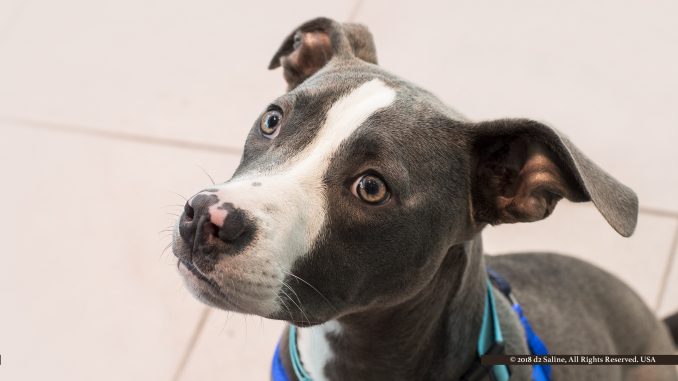 "Hardy," dog from Friends of Detroit Animal Care & Control