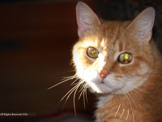 Tabby cat, OJ