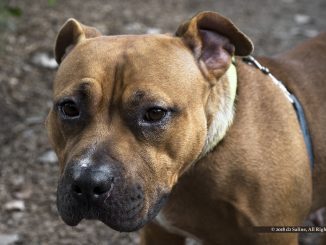 Female terrier-mix dog "Shushana," Humane Society of Huron Valley