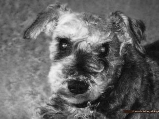 Henry, HSHV Schnauzer-mix rescue dog