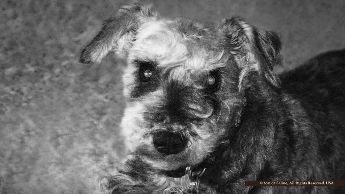 Henry, HSHV Schnauzer-mix rescue dog